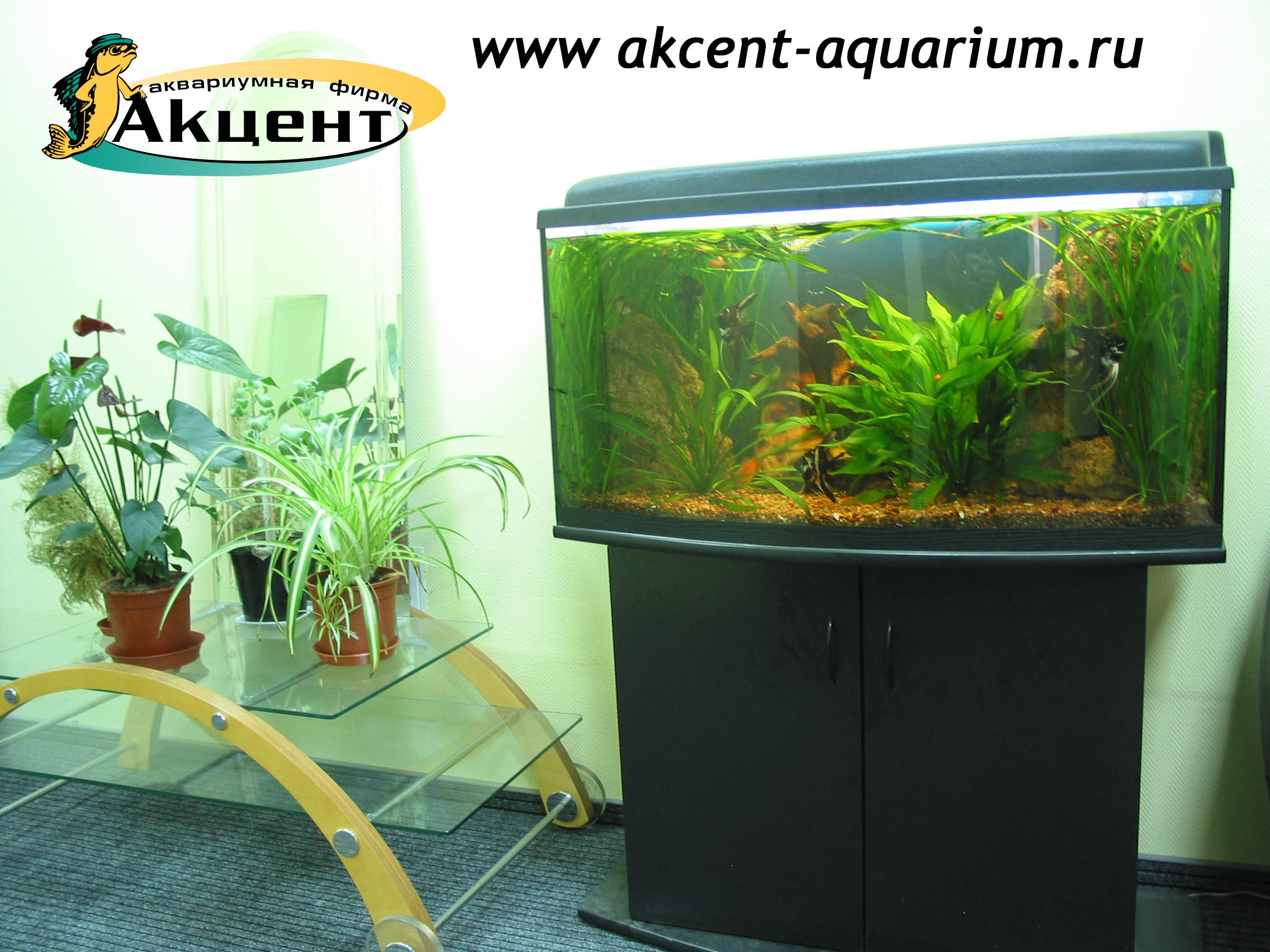 Акцент-аквариум, аквариум 180 литров, с гнутым передним стеклом